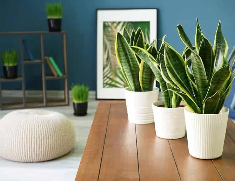 rośliny doniczkowe w białych osłonkach na parapecie jako źr&oacute;dło dodatkowej wilgoci przy oknie