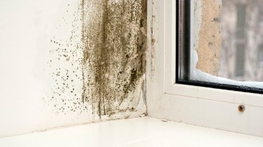 Pleśń na oknach - jak usunąć grzyba i zapobiec jego pojawieniu się