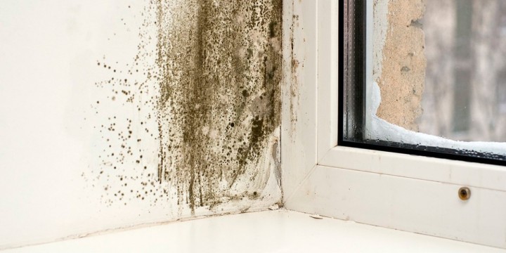 How To Prevent Fungi and Mold Growth in Your Home 